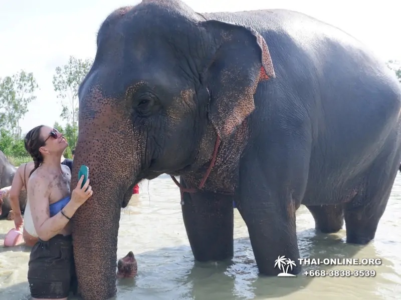 Elephant Jungle Sanctuary excursion in Pattaya Thailand - photo 963