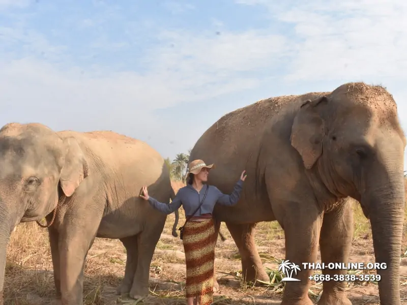 Elephant Jungle Sanctuary excursion in Pattaya Thailand - photo 989