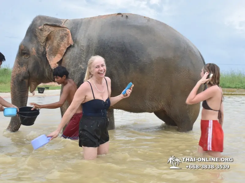 Elephant Jungle Sanctuary excursion in Pattaya Thailand - photo 1071