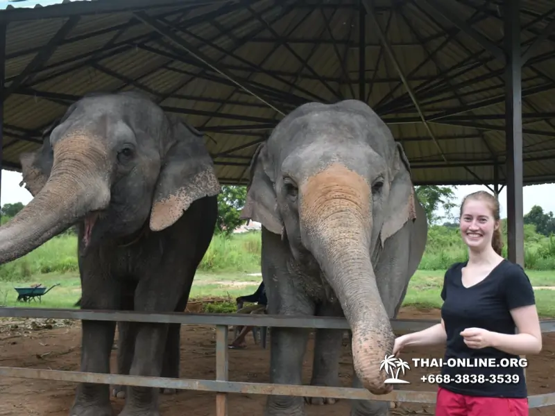 Elephant Jungle Sanctuary excursion in Pattaya Thailand - photo 980
