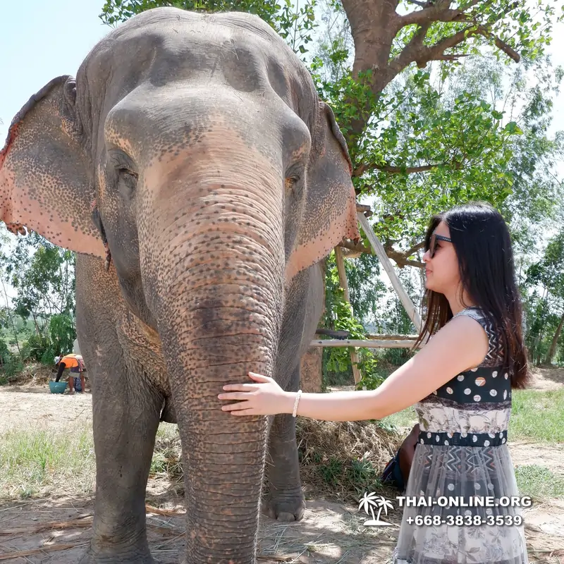 Elephant Jungle Sanctuary excursion in Pattaya Thailand - photo 1