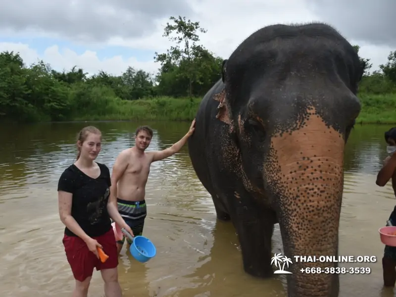Elephant Jungle Sanctuary excursion in Pattaya Thailand - photo 1032