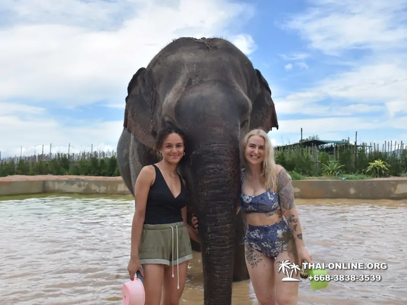 Elephant Jungle Sanctuary excursion in Pattaya Thailand - photo 1034
