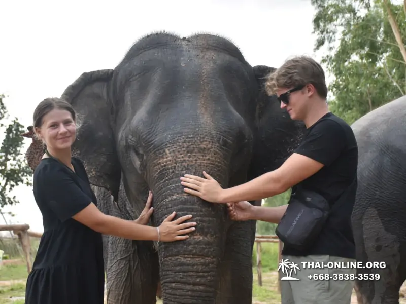Elephant Jungle Sanctuary excursion in Pattaya Thailand - photo 1062