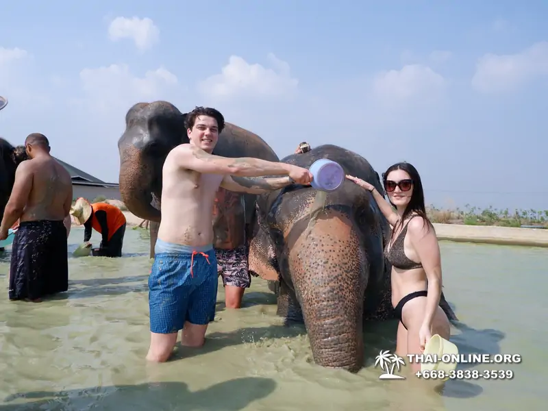 Elephant Jungle Sanctuary excursion in Pattaya Thailand - photo 1086