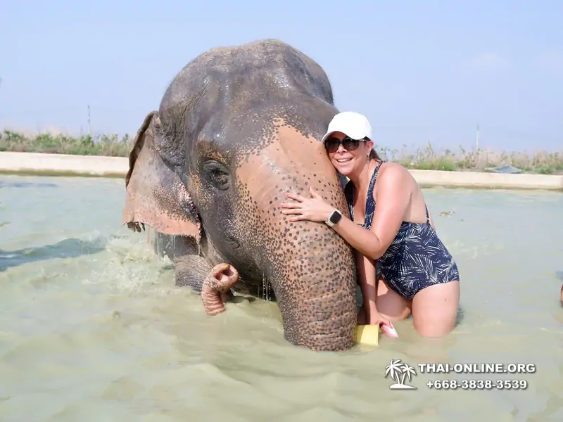 Elephant Jungle Sanctuary excursion in Pattaya Thailand - photo 1077