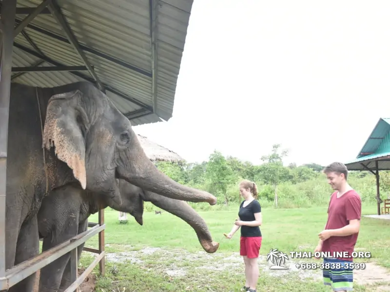 Elephant Jungle Sanctuary excursion in Pattaya Thailand - photo 1046