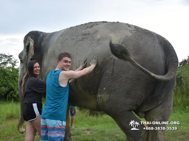 Elephant Jungle Sanctuary excursion in Pattaya Thailand - photo 1061