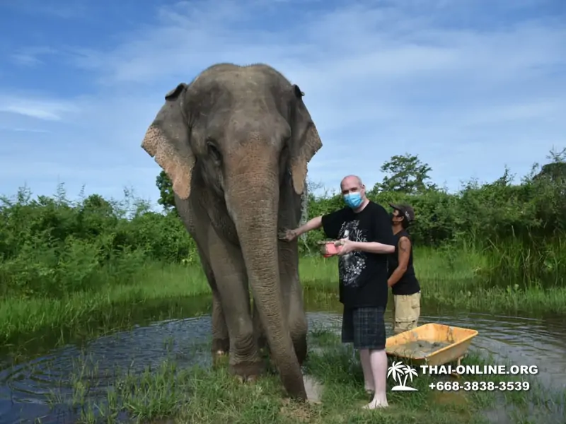 Elephant Jungle Sanctuary excursion in Pattaya Thailand - photo 946