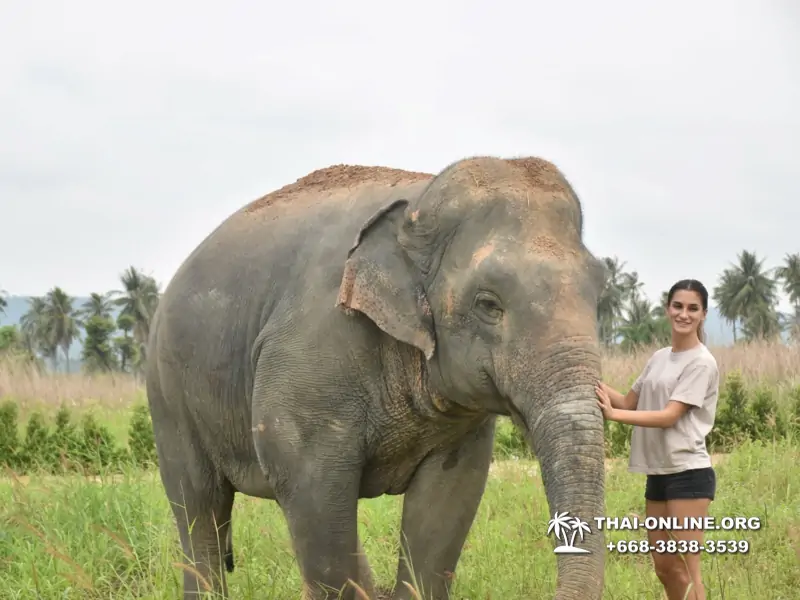 Elephant Jungle Sanctuary excursion in Pattaya Thailand - photo 1076