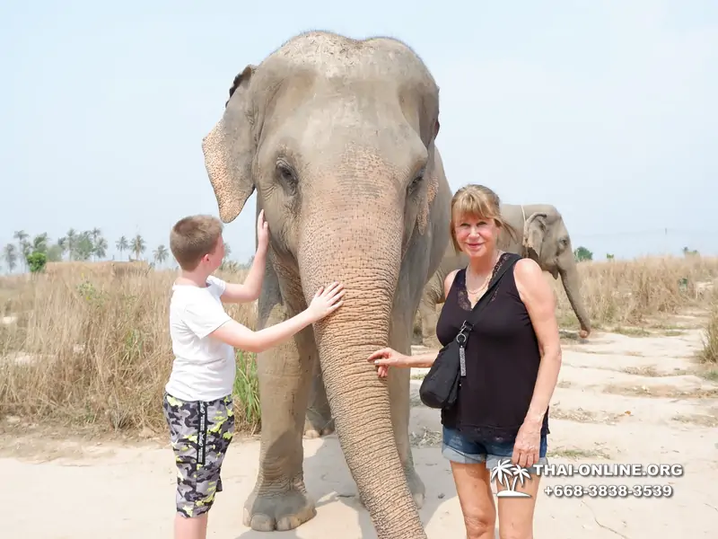 Elephant Jungle Sanctuary excursion in Pattaya Thailand - photo 968