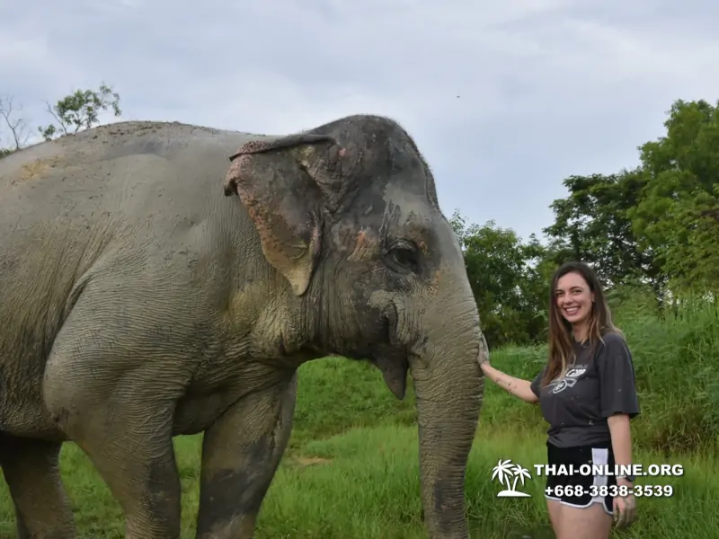 Elephant Jungle Sanctuary excursion in Pattaya Thailand - photo 947