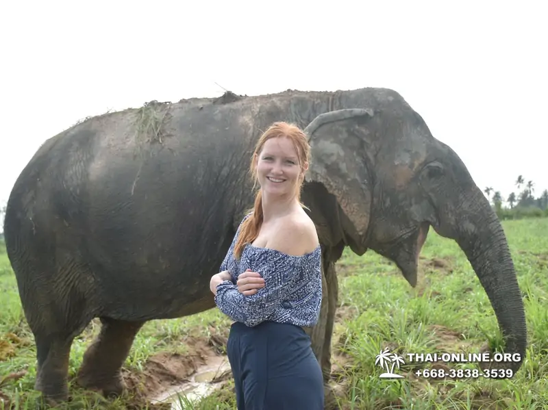 Elephant Jungle Sanctuary excursion in Pattaya Thailand - photo 972