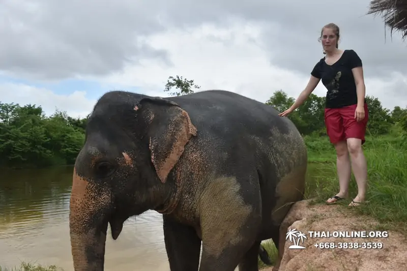 Elephant Jungle Sanctuary excursion in Pattaya Thailand - photo 1044
