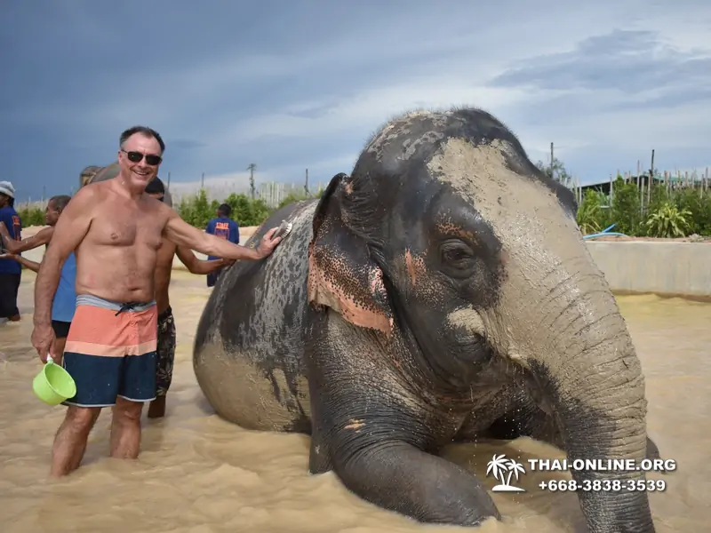 Elephant Jungle Sanctuary excursion in Pattaya Thailand - photo 949