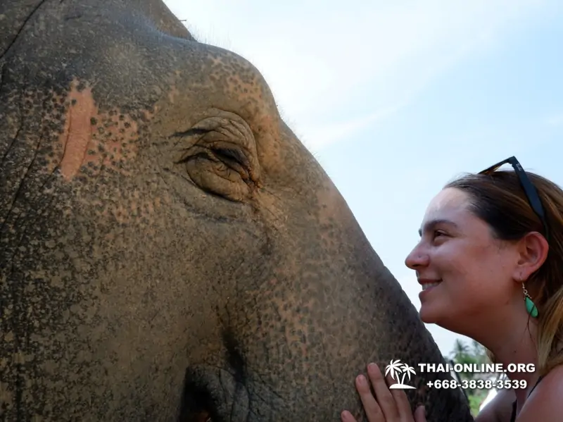 Elephant Jungle Sanctuary excursion in Pattaya Thailand - photo 1049