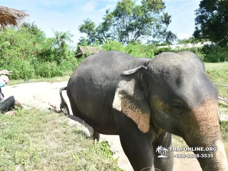 Elephant Jungle Sanctuary excursion in Pattaya Thailand - photo 96