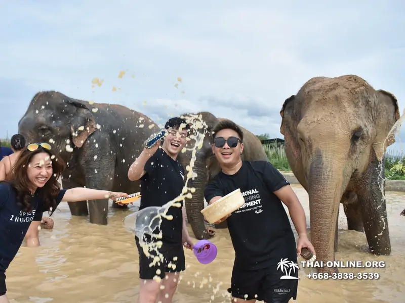 Elephant Jungle Sanctuary excursion in Pattaya Thailand - photo 957