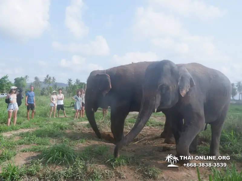 Elephant Jungle Sanctuary excursion in Pattaya Thailand - photo 1078