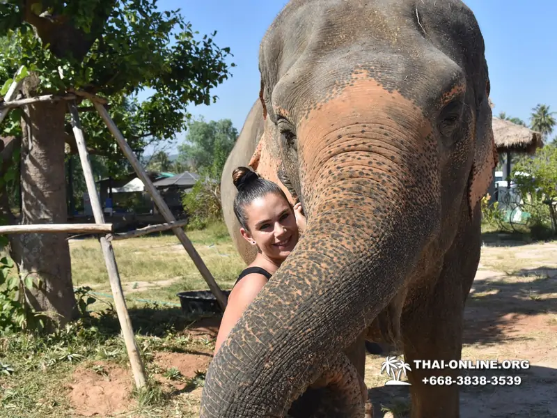 Elephant Jungle Sanctuary excursion in Pattaya Thailand - photo 98