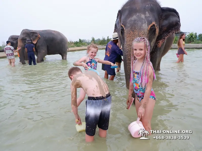 Elephant Jungle Sanctuary excursion in Pattaya Thailand - photo 942