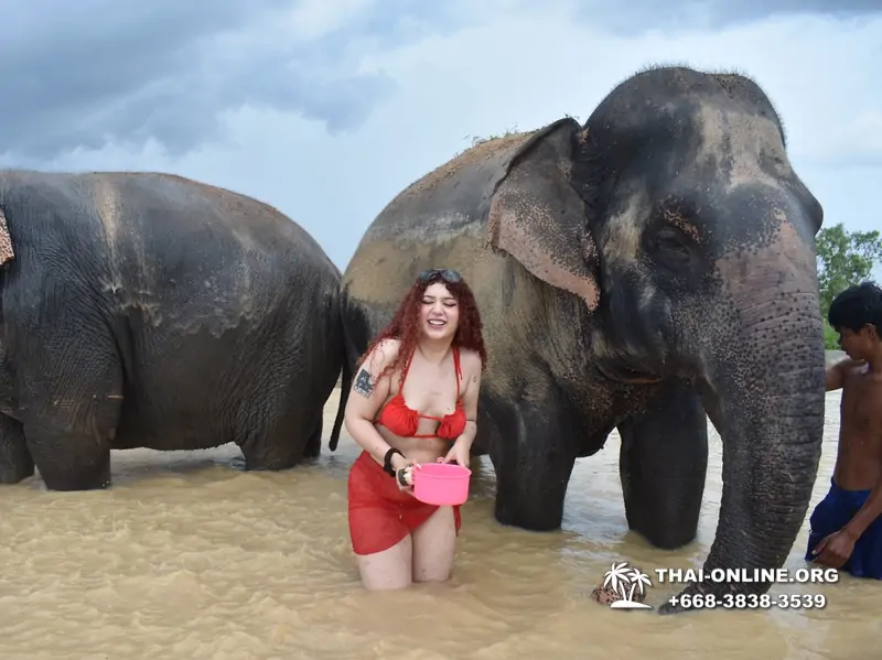 Elephant Jungle Sanctuary excursion in Pattaya Thailand - photo 999