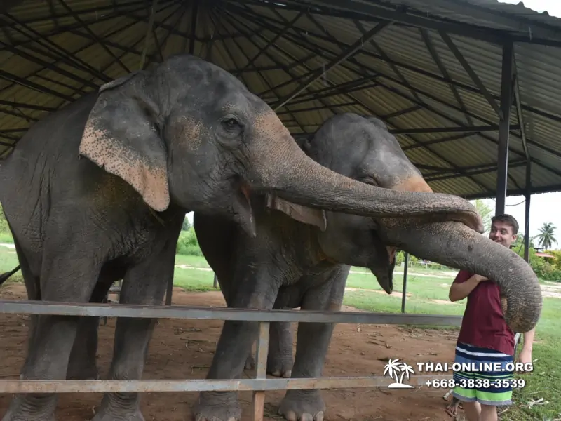 Elephant Jungle Sanctuary excursion in Pattaya Thailand - photo 945