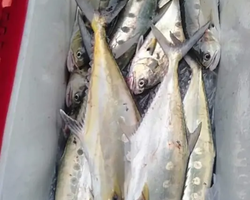 Real Fishing excursion 7 Countries from Pattaya in Thailand photo 625