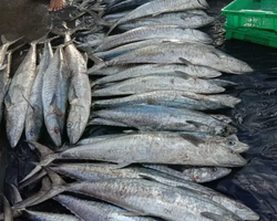 Real Fishing excursion 7 Countries from Pattaya in Thailand photo 32