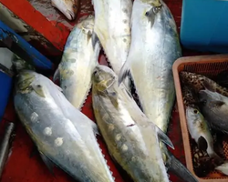 Real Fishing excursion 7 Countries from Pattaya in Thailand photo 624