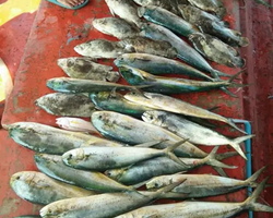 Real Fishing excursion 7 Countries from Pattaya in Thailand photo 83