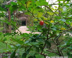 Asian Spice Garden in Pattaya guided tour Thailand - photo 102