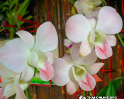 Asian Spice Garden in Pattaya guided tour Thailand - photo 1037