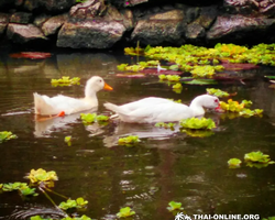 Asian Spice Garden in Pattaya guided tour Thailand - photo 396