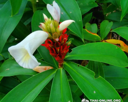 Asian Spice Garden in Pattaya guided tour Thailand - photo 879