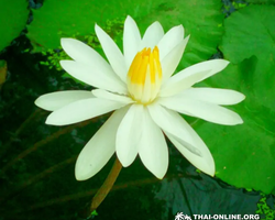 Asian Spice Garden in Pattaya guided tour Thailand - photo 1032