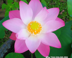 Asian Spice Garden in Pattaya guided tour Thailand - photo 963