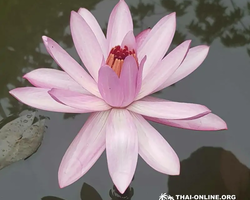 Asian Spice Garden in Pattaya guided tour Thailand - photo 1141