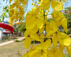 Asian Spice Garden in Pattaya guided tour Thailand - photo 457