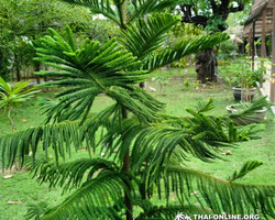 Asian Spice Garden in Pattaya guided tour Thailand - photo 16