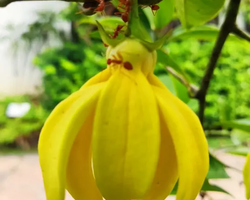 Asian Spice Garden in Pattaya guided tour Thailand - photo 1068