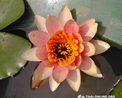Asian Spice Garden in Pattaya guided tour Thailand - photo 1026