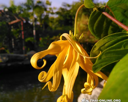 Asian Spice Garden in Pattaya guided tour Thailand - photo 887
