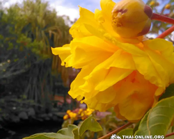 Asian Spice Garden in Pattaya guided tour Thailand - photo 1015