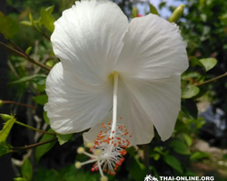 Asian Spice Garden in Pattaya guided tour Thailand - photo 1018