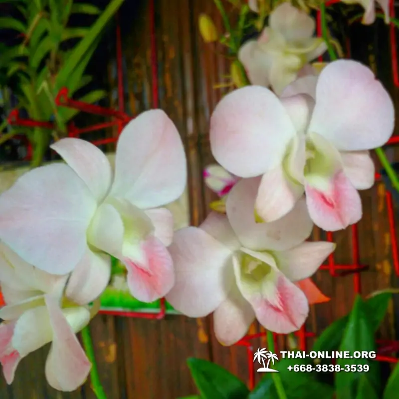 Asian Spice Garden in Pattaya guided tour Thailand - photo 1037