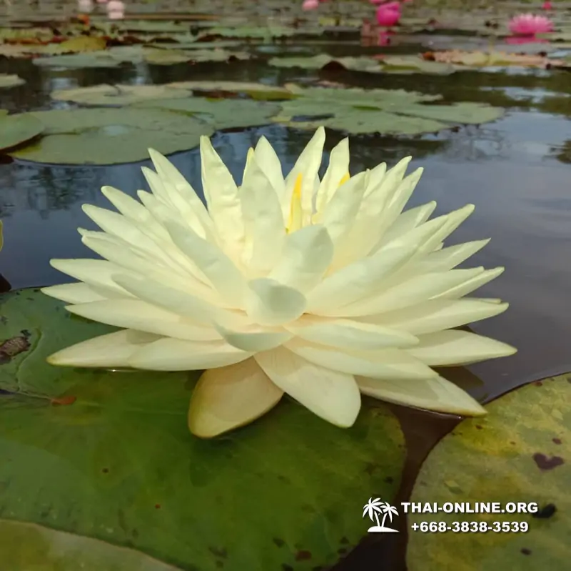Asian Spice Garden in Pattaya guided tour Thailand - photo 1051