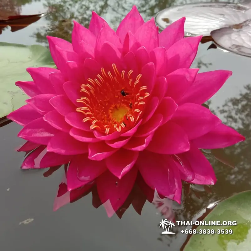 Asian Spice Garden in Pattaya guided tour Thailand - photo 931