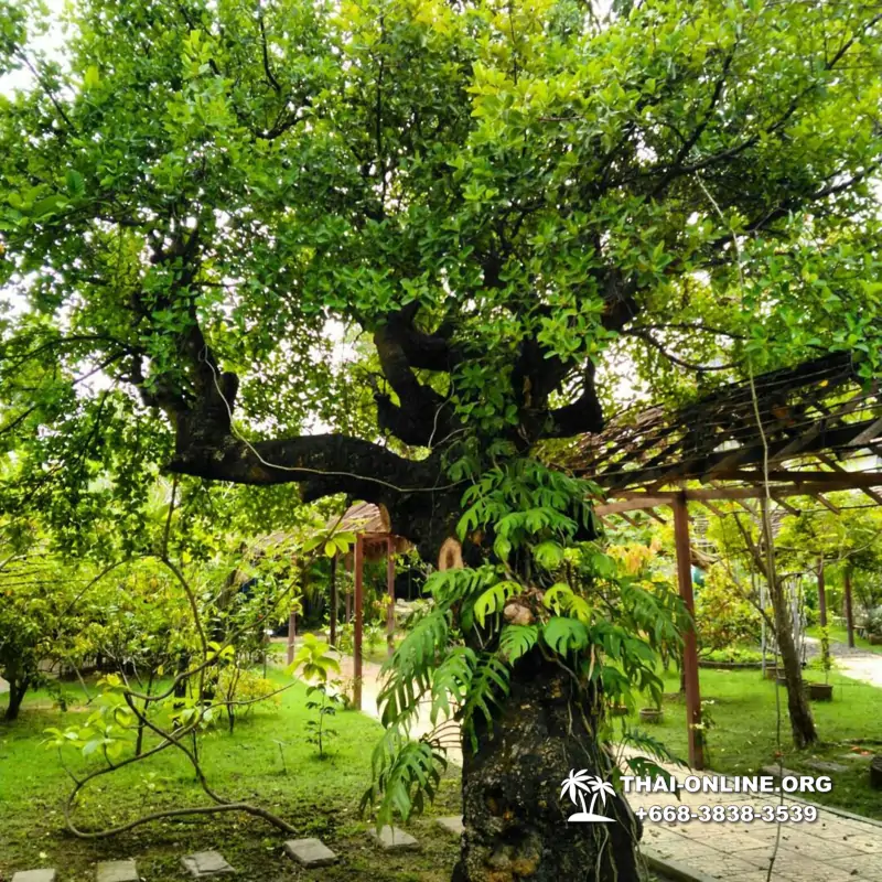 Asian Spice Garden in Pattaya guided tour Thailand - photo 10