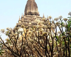 Myanmar Yangon Bagan travel with Seven Countries Pattaya - photo 13